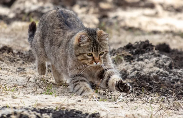 Ovu mačku bira velika većina: S pravom nosi titulu savr&scaron;enog obiteljskog ljubimca
