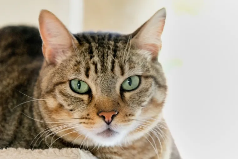 Ovu mačku bira velika većina: S pravom nosi titulu savr&scaron;enog obiteljskog ljubimca