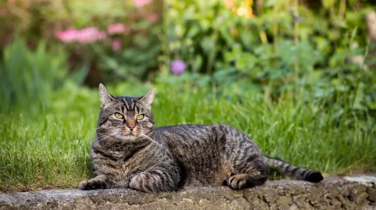 Ovu mačku bira velika većina: S pravom nosi titulu savr&scaron;enog obiteljskog ljubimca