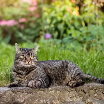 Ovu mačku bira velika većina: S pravom nosi titulu savr&scaron;enog obiteljskog ljubimca