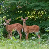 [KVIZ] Kako se nazivaju mužjak i ženka ovih životinja? Rijetki će znati sve