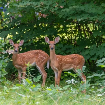 [KVIZ] Kako se nazivaju mužjak i ženka ovih životinja? Rijetki će znati sve