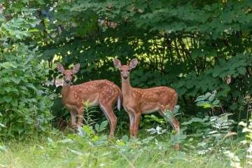 [KVIZ] Kako se nazivaju mužjak i ženka ovih životinja? Rijetki će znati sve