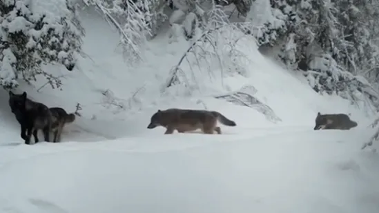 Zvijeri snimljene na Plitvicama, pazite koga vjerojatno traže: Slijedile su im miris