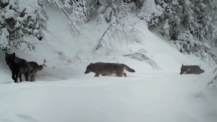 Zvijeri snimljene na Plitvicama, pazite koga vjerojatno traže: Slijedile su im miris