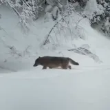 Zvijeri snimljene na Plitvicama, pazite koga vjerojatno traže: Slijedile su im miris