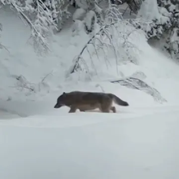 Zvijeri snimljene na Plitvicama, pazite koga vjerojatno traže: Slijedile su im miris
