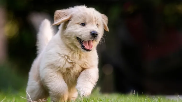 [KVIZ] Dokaži da si stručnjak koji zna ba&scaron; sve o psima