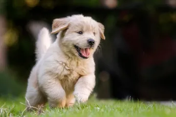 [KVIZ] Dokaži da si stručnjak koji zna ba&scaron; sve o psima