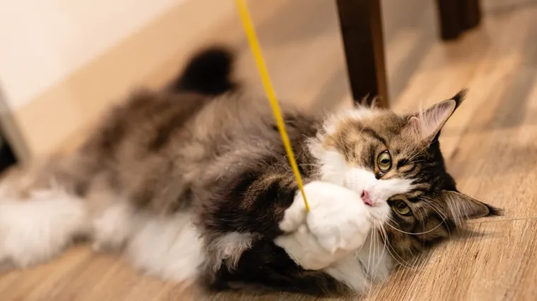 [KVIZ] Dokaži da si stručnjak koji zna ba&scaron; sve o mačkama