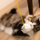 [KVIZ] Dokaži da si stručnjak koji zna ba&scaron; sve o mačkama