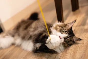 [KVIZ] Dokaži da si stručnjak koji zna ba&scaron; sve o mačkama