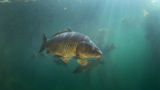 [KVIZ] Samo će stručnjaci za slatkovodne ribe znati sve