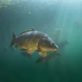 [KVIZ] Samo će stručnjaci za slatkovodne ribe znati sve