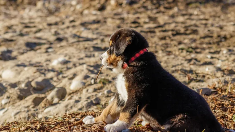 Dirljiva reakcija psa spa&scaron;enog iz kaveza: 'Godinama je sigurno sanjao samo o strahu'