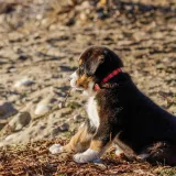 Dirljiva reakcija psa spa&scaron;enog iz kaveza: 'Godinama je sigurno sanjao samo o strahu'