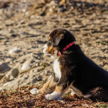 Dirljiva reakcija psa spa&scaron;enog iz kaveza: 'Godinama je sigurno sanjao samo o strahu'