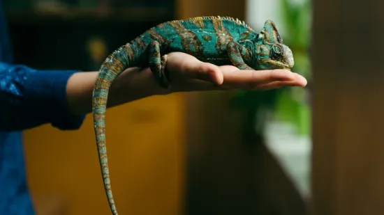 Ima kameleona kao ljubimca: Nije ni slutila kakve će žrtve morati podnijeti zbog njega