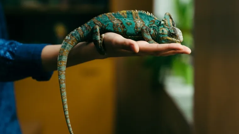 Ima kameleona kao ljubimca: Nije ni slutila kakve će žrtve morati podnijeti zbog njega