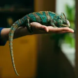 Ima kameleona kao ljubimca: Nije ni slutila kakve će žrtve morati podnijeti zbog njega