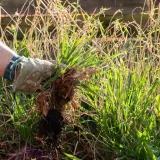 Želite se zauvijek rije&scaron;iti korova? Stručni savjeti za či&scaron;ćenje i prevenciju u vrtu