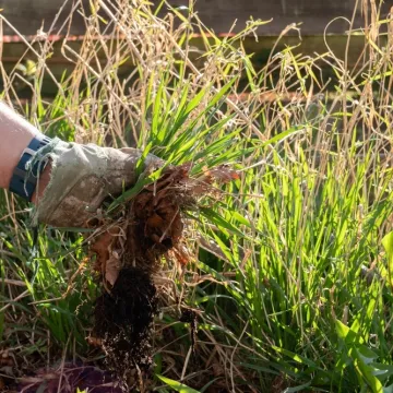 Želite se zauvijek rije&scaron;iti korova? Stručni savjeti za či&scaron;ćenje i prevenciju u vrtu