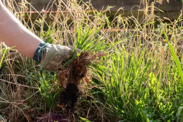 Želite se zauvijek rije&scaron;iti korova? Stručni savjeti za či&scaron;ćenje i prevenciju u vrtu