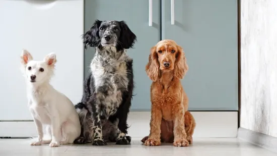 [KVIZ] Samo će rijetki znati odakle potječu ove pasmine pasa