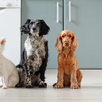 [KVIZ] Samo će rijetki znati odakle potječu ove pasmine pasa