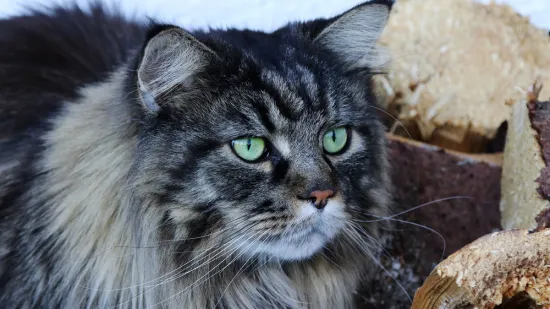 [KVIZ] Koliko poznajete podrijetlo pasmina mačaka?