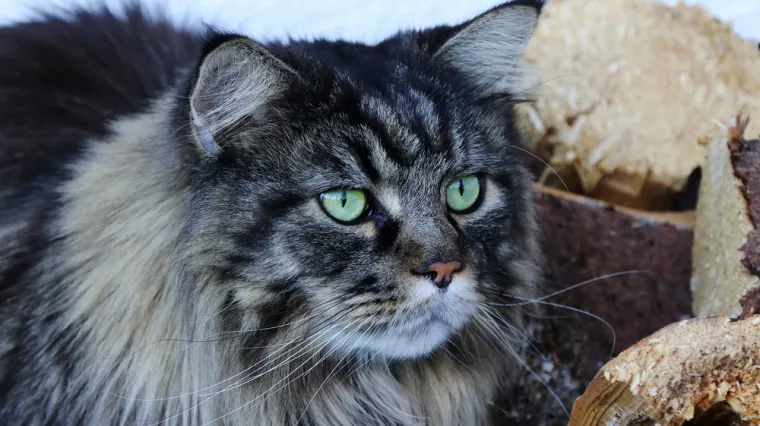 [KVIZ] Koliko poznajete podrijetlo pasmina mačaka?