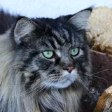 [KVIZ] Koliko poznajete podrijetlo pasmina mačaka?