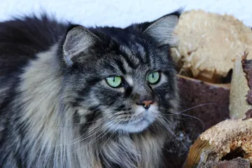 [KVIZ] Koliko poznajete podrijetlo pasmina mačaka?