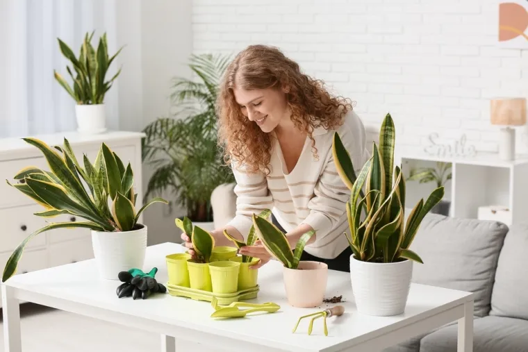 Zrak u zatvorenom zagađeniji je od vanjskog: Prirodno pobolj&scaron;ajte kvalitetu zraka