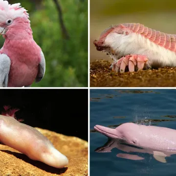 Samo će pravi stručnjak moći prepoznati ove ružičaste životinje: Pitanja su jako zahtjevna