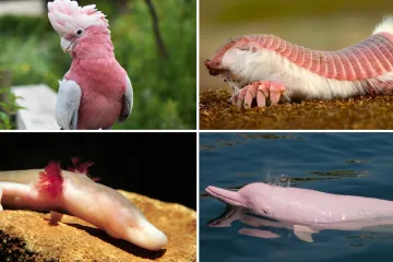 Samo će pravi stručnjak moći prepoznati ove ružičaste životinje: Pitanja su jako zahtjevna