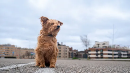 Psić strpljivo čekao svog vlasnika, no ostao napu&scaron;ten: Video pokrenuo lavinu reakcija