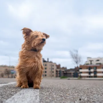 Psić strpljivo čekao svog vlasnika, no ostao napu&scaron;ten: Video pokrenuo lavinu reakcija