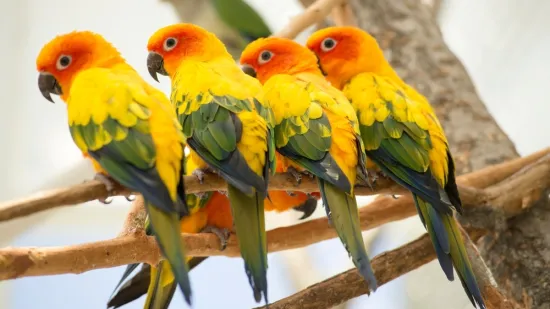 [KVIZ] Jesi li stručnjak koji zna sve o papigama?