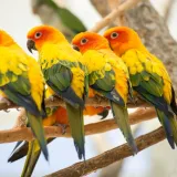 [KVIZ] Jesi li stručnjak koji zna sve o papigama?