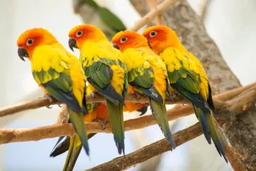 [KVIZ] Jesi li stručnjak koji zna sve o papigama?