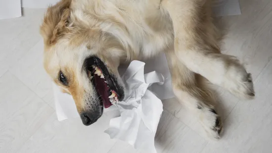 Nije samo zubobolja: Veterinar upozorava na skriveni simptom opasne bolesti kod pasa