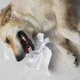 Nije samo zubobolja: Veterinar upozorava na skriveni simptom opasne bolesti kod pasa