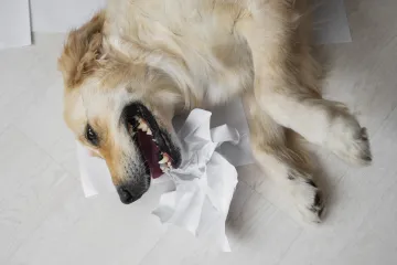 Nije samo zubobolja: Veterinar upozorava na skriveni simptom opasne bolesti kod pasa