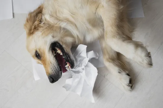 Nije samo zubobolja: Veterinar upozorava na skriveni simptom opasne bolesti kod pasa