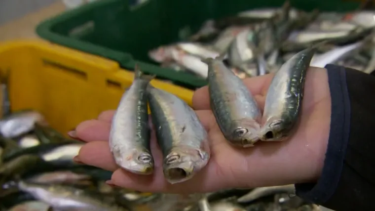 Othranila je generacije, a nema je ni za lijek: 'Nekad se mogla staviti na gradele, ovo sad biži kroz njih'