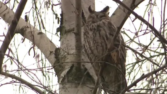 Pogledajte dnevni drijemež veličanstvenih grabljivica: 'Neka ih, ionako nema vi&scaron;e ptica'