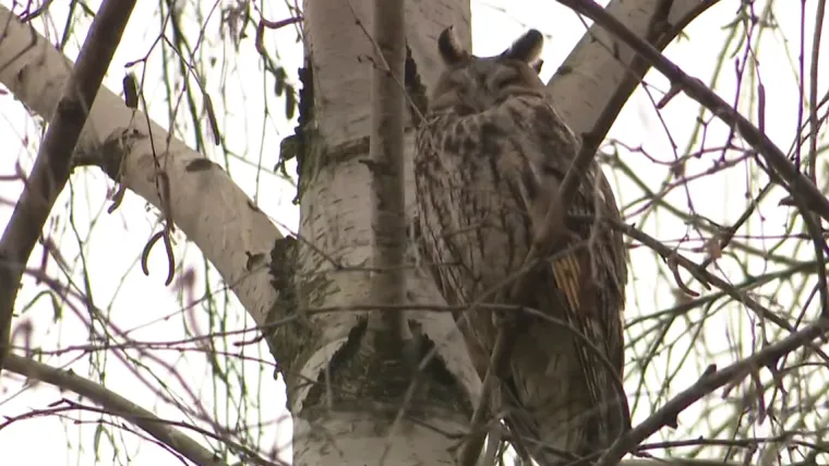 Pogledajte dnevni drijemež veličanstvenih grabljivica: 'Neka ih, ionako nema vi&scaron;e ptica'