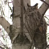 Pogledajte dnevni drijemež veličanstvenih grabljivica: 'Neka ih, ionako nema vi&scaron;e ptica'