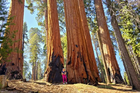 Tihi svjedoci povijesti: Nadživjele su faraone, mikenske kraljeve, te Rimsko Carstvo